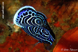 Emperor Angelfish (Juvenile) by Victor Tabernero 